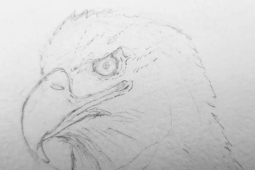 eagle drawing 09
