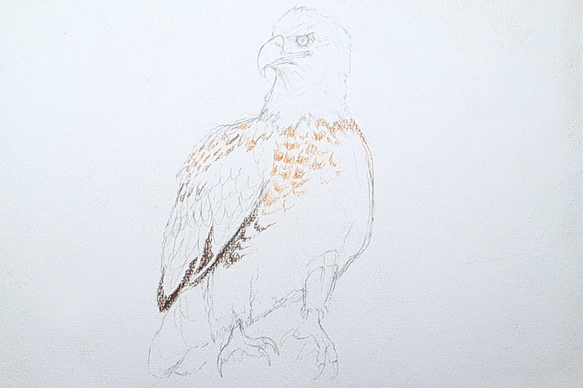 eagle drawing 12