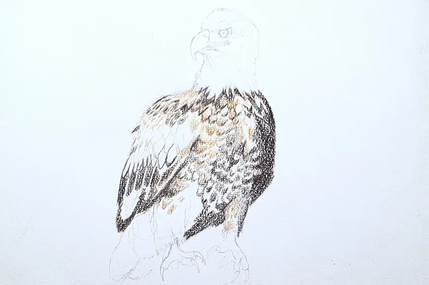 eagle drawing 14