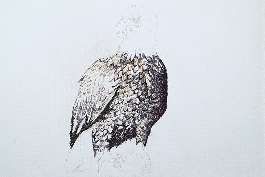 eagle drawing 16