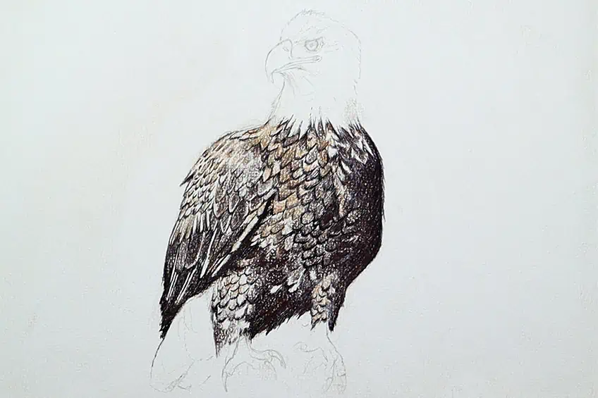 eagle drawing 20