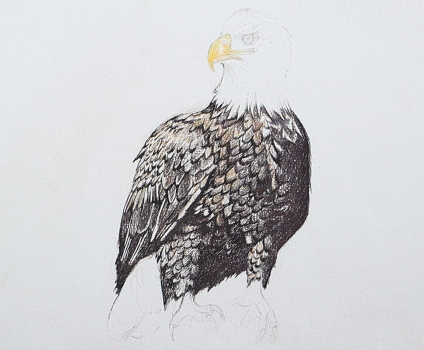 eagle drawing 21