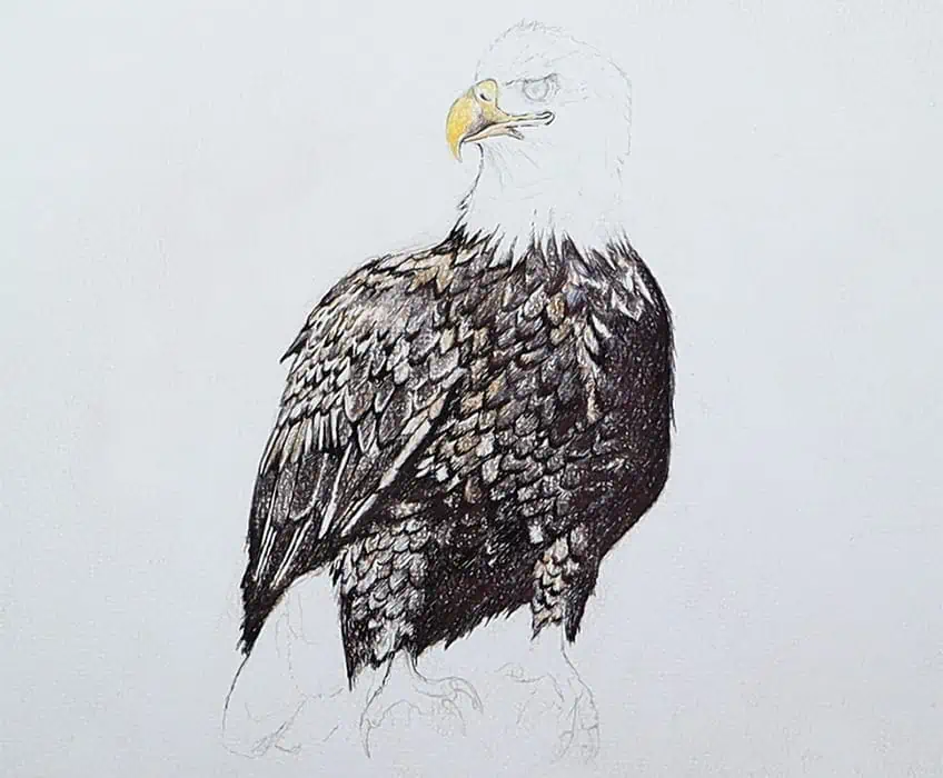 eagle drawing 22