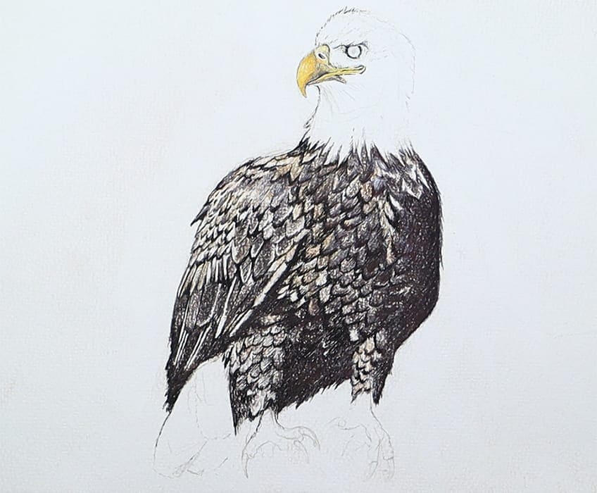 eagle drawing 23