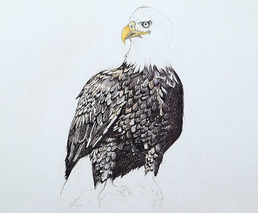 eagle drawing 24