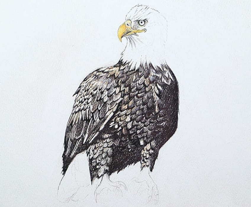 eagle drawing 25