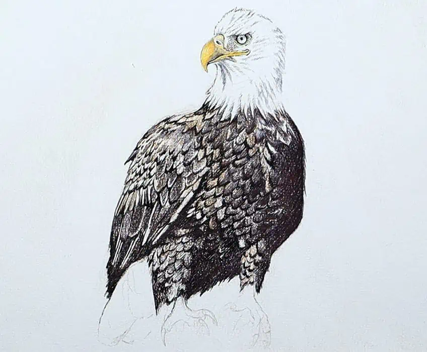 eagle drawing 26