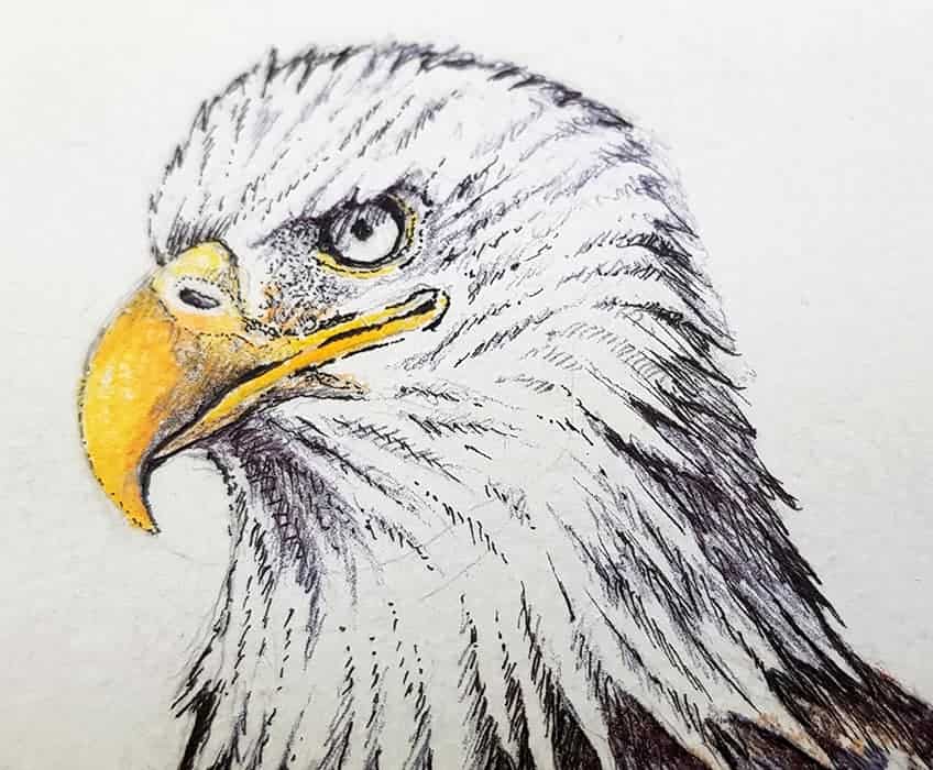 eagle drawing 29