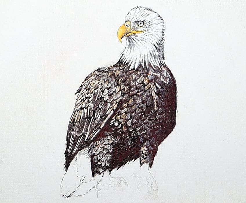 eagle drawing 30