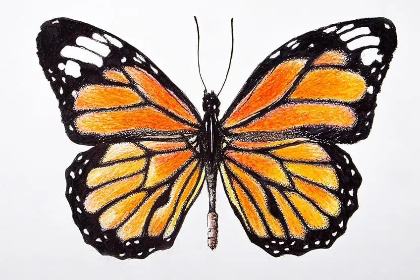 fliegender monarch schmetterling umriss