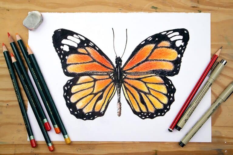 Schmetterling zeichnen – Anleitung zum realistischen Zeichnen