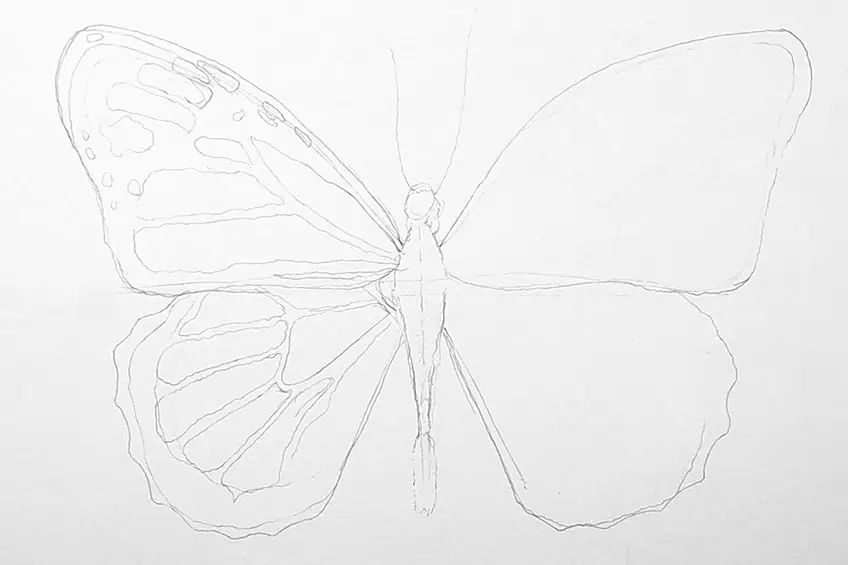 monarch butterfly drawing 06