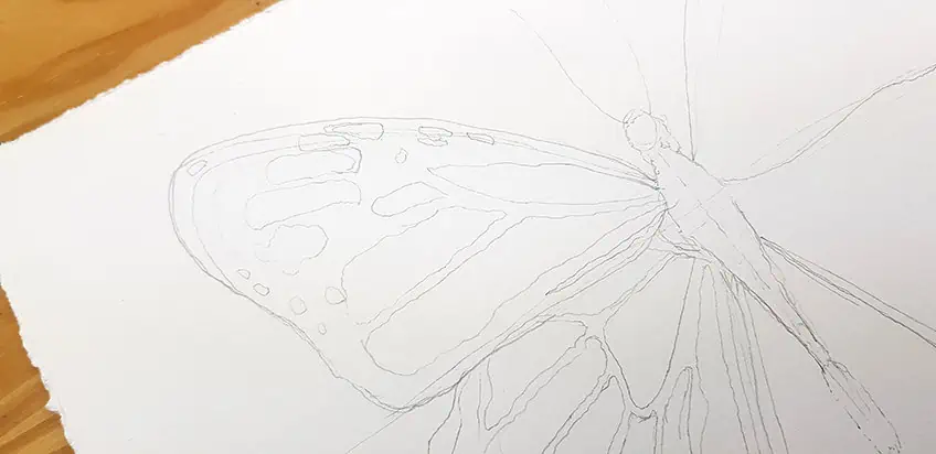 monarch butterfly drawing 07