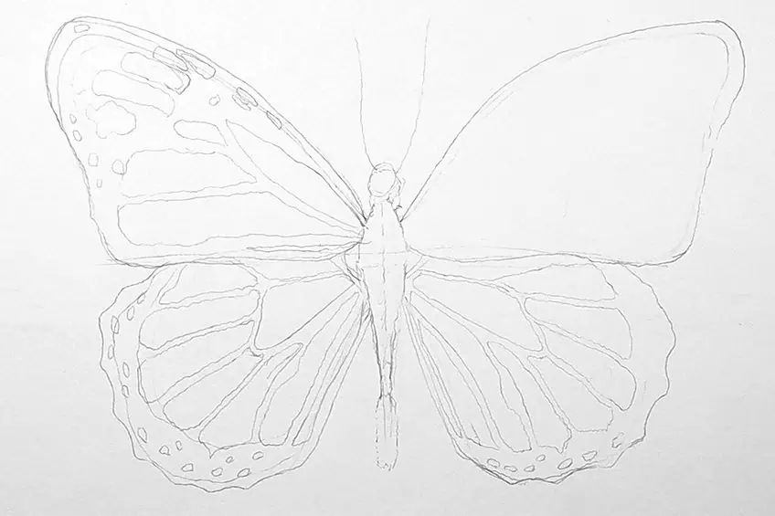 monarch butterfly drawing 08