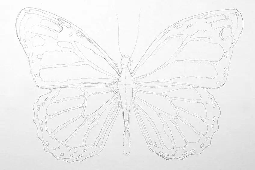 monarch butterfly drawing 09