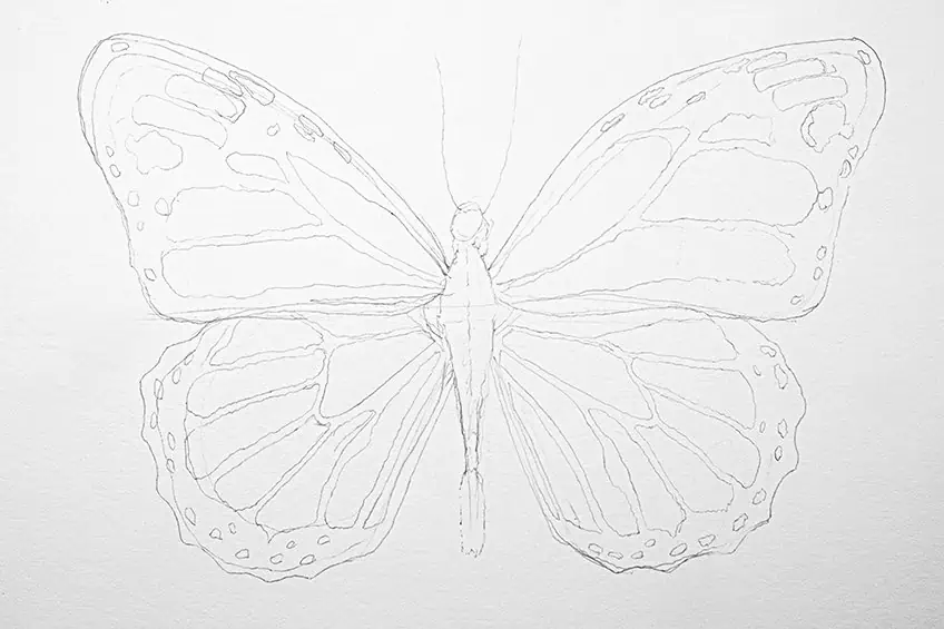 monarch butterfly drawing 10