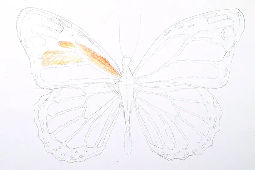 monarch butterfly drawing 11