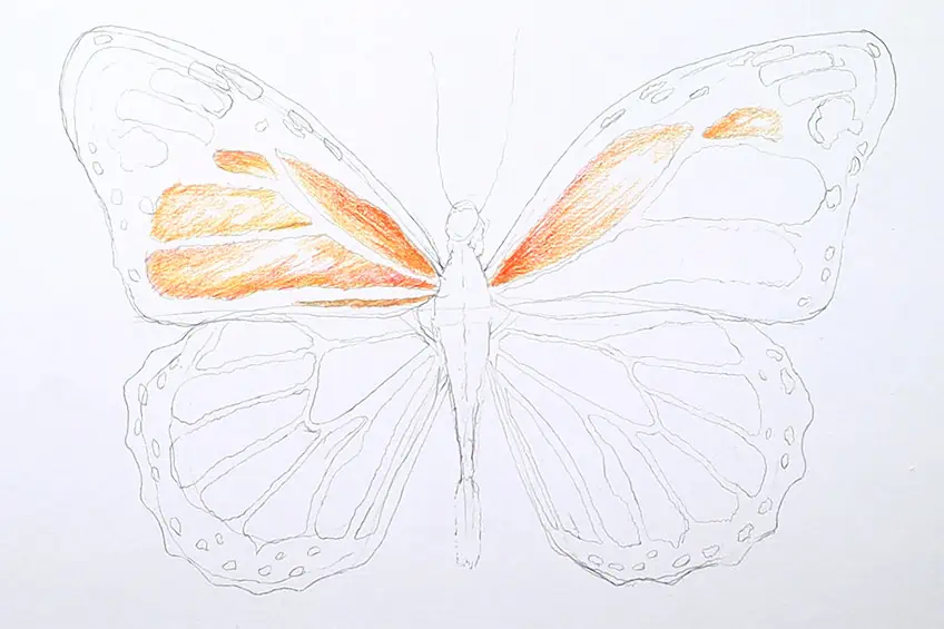 monarch butterfly drawing 12
