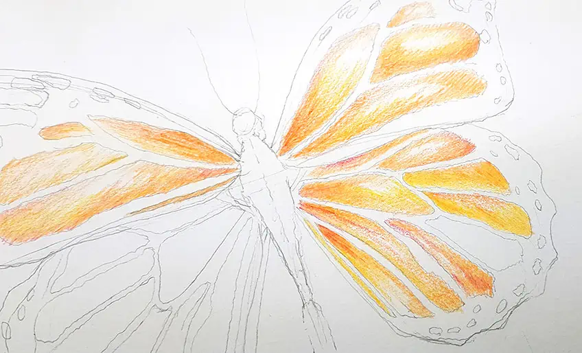 monarch butterfly drawing 14