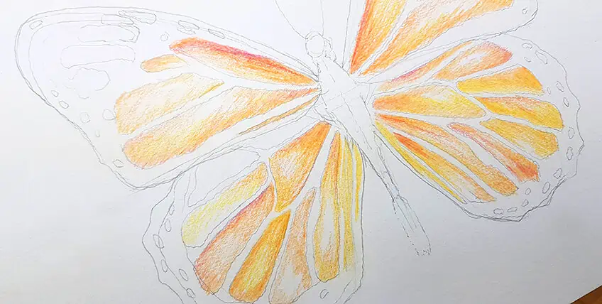 monarch butterfly drawing 16