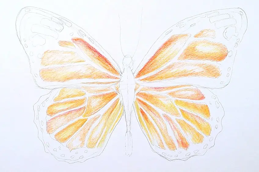 monarch butterfly drawing 17