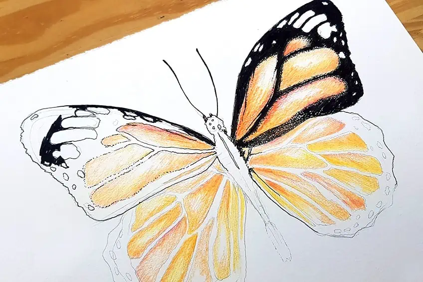 monarch butterfly drawing 20