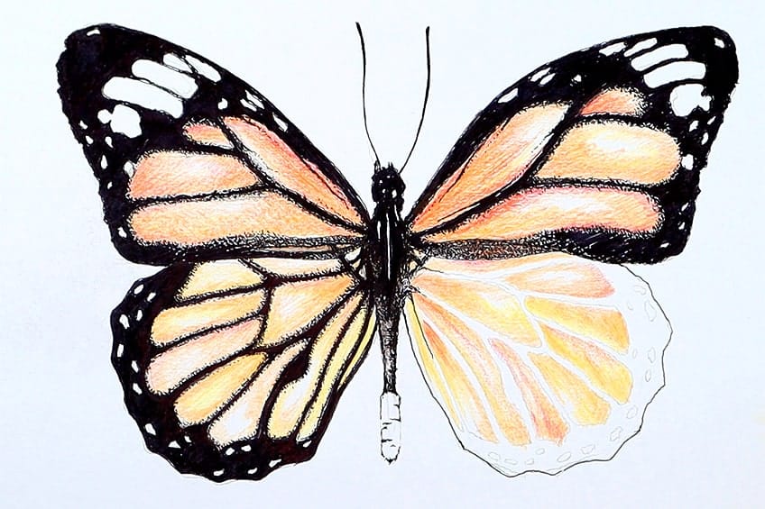 monarch butterfly drawing 25