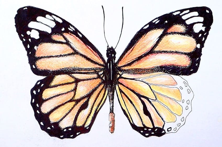 monarch butterfly drawing 27