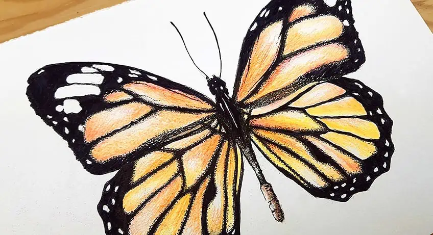 monarch butterfly drawing 29