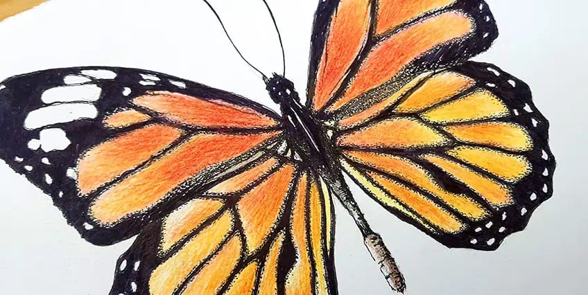 monarch butterfly drawing