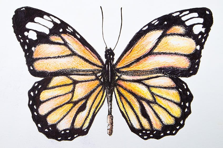 monarch butterfly sketch