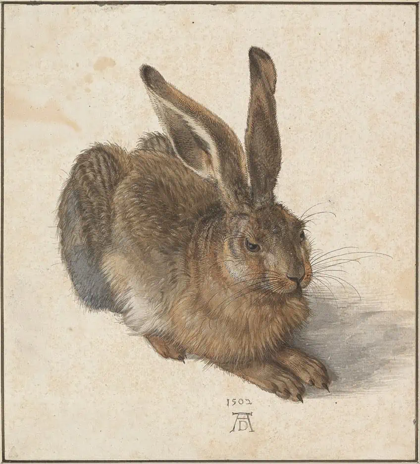 Albrecht Dürer Hase