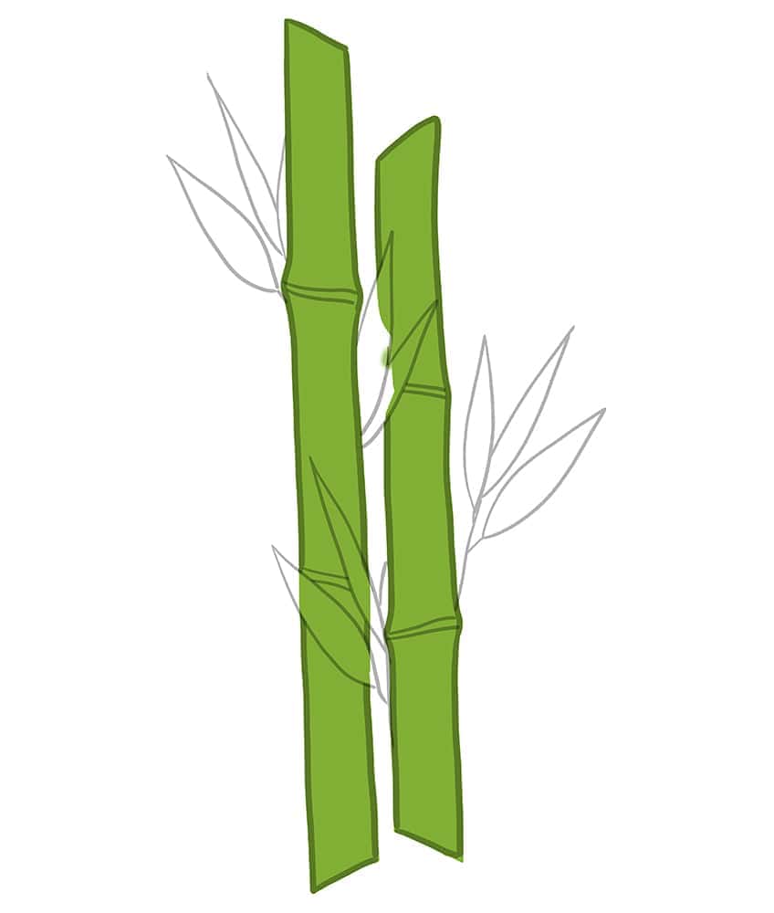 Bamboo Drawing 05