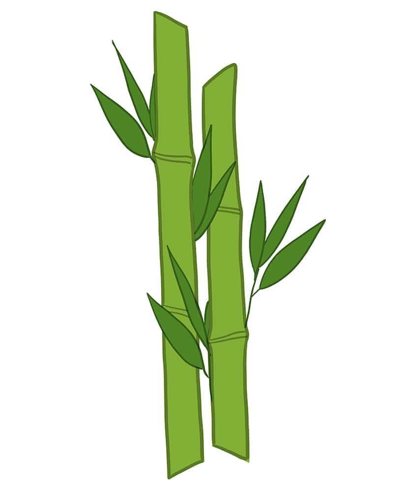 Bamboo Drawing 06