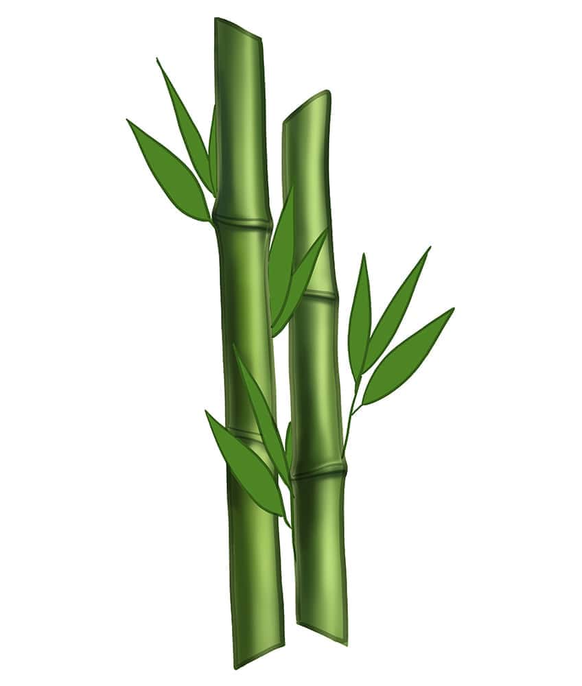 Bamboo Drawing 08