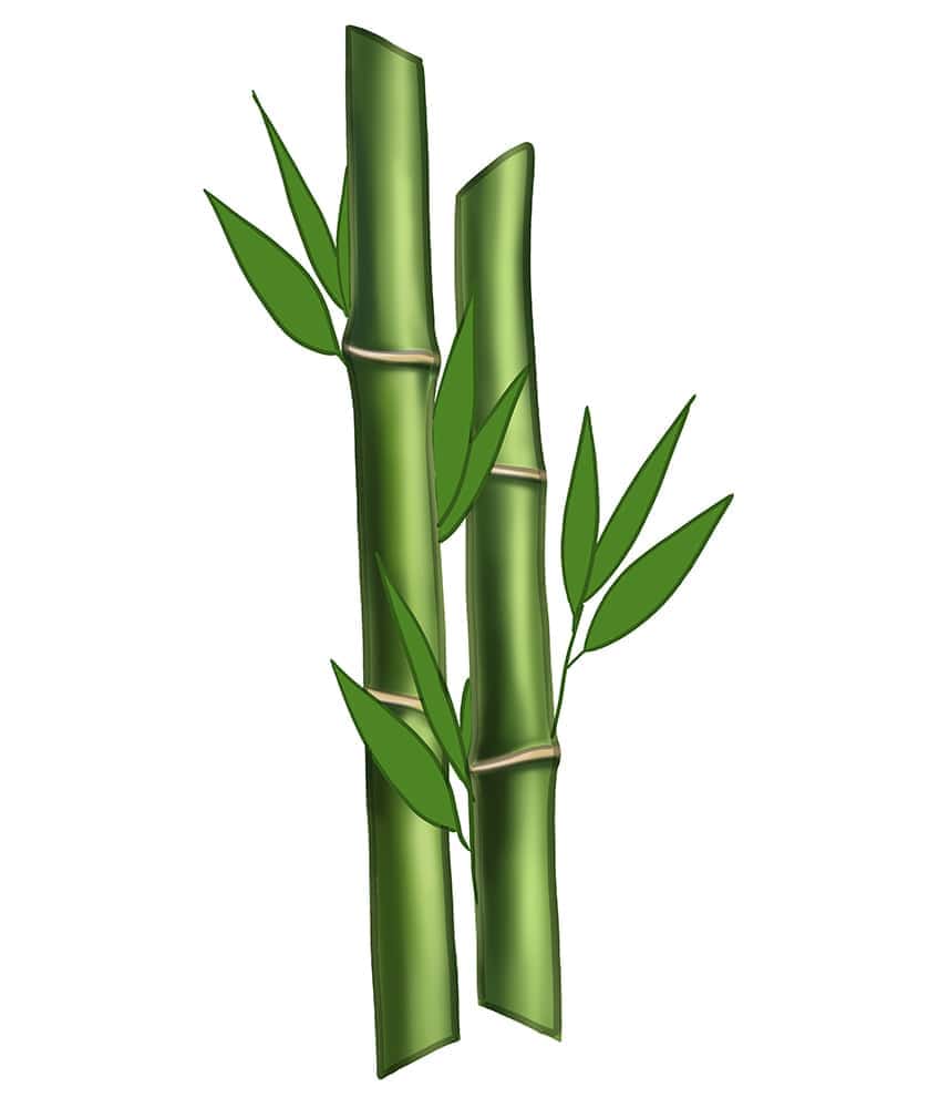 Bamboo Drawing 09