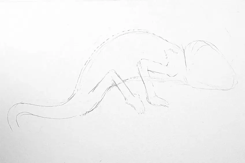 chameleon drawing 03