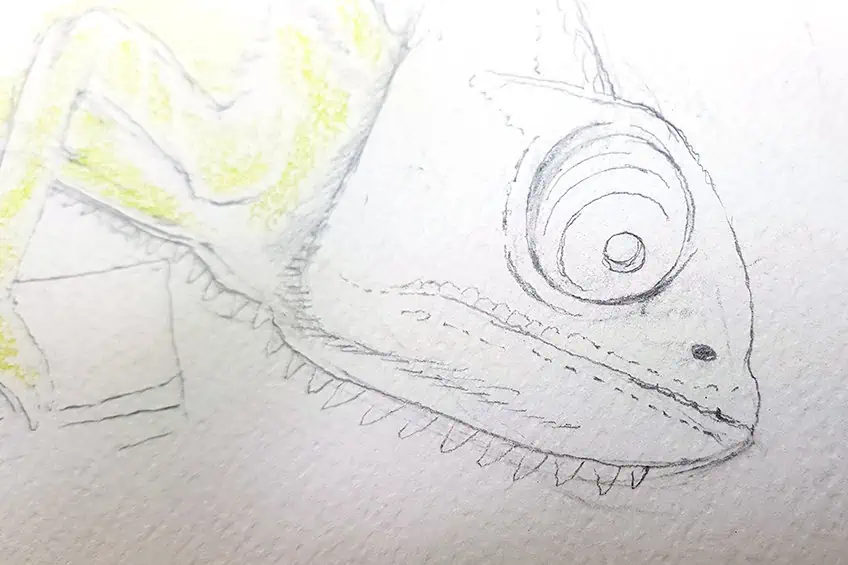 chameleon drawing 10