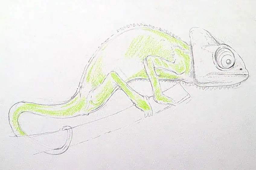 chameleon drawing 11