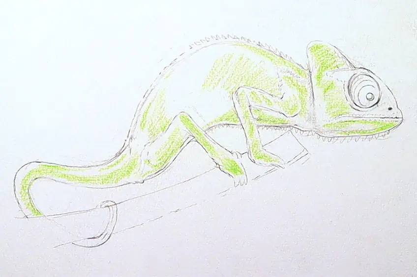 chameleon drawing 12