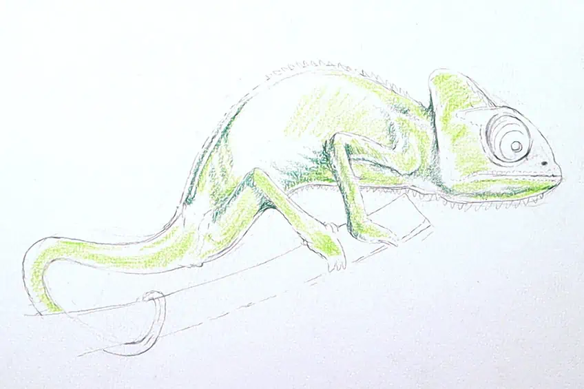 chameleon drawing 14