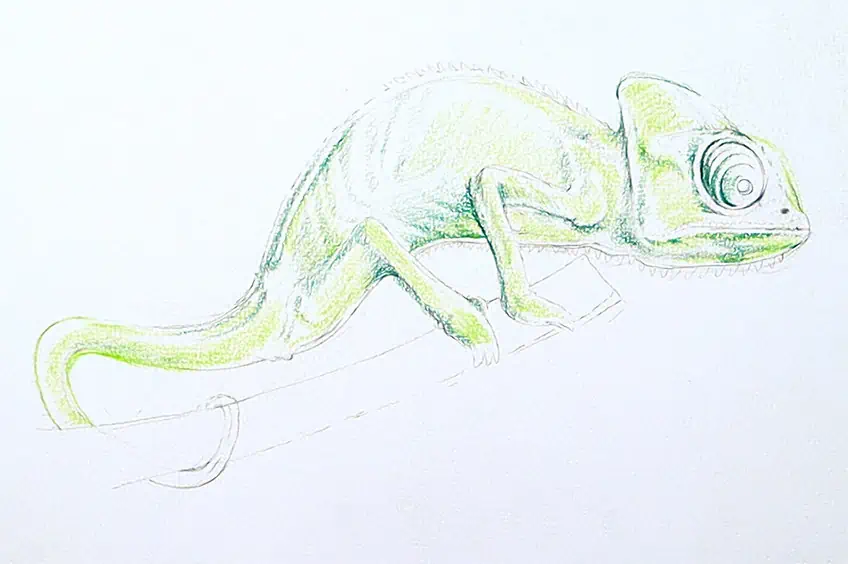 chameleon drawing 16