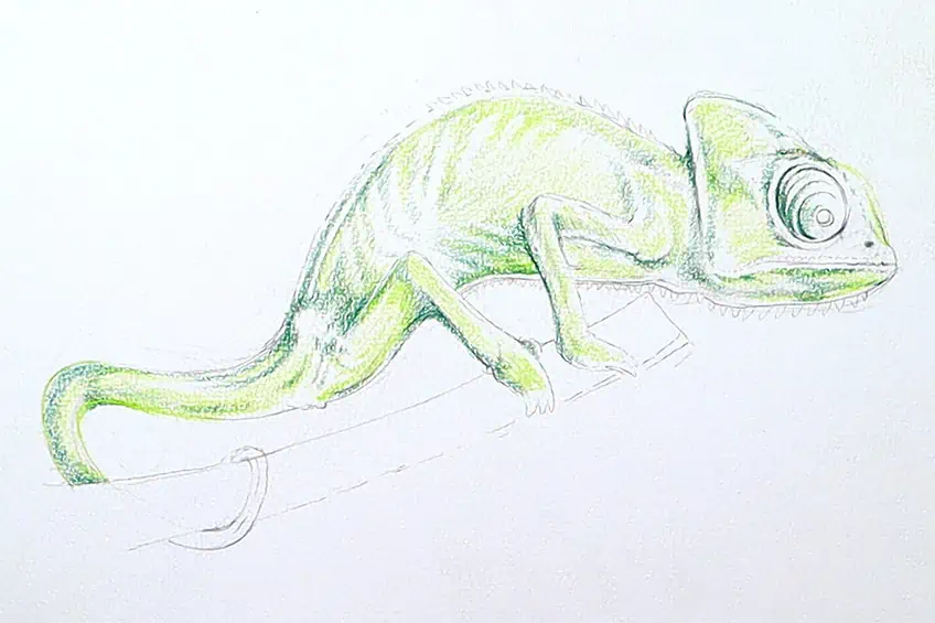 chameleon drawing 17