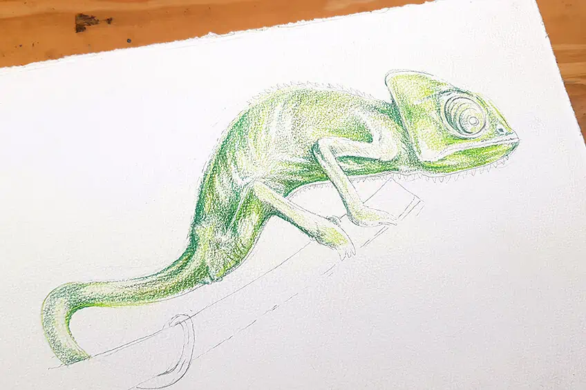 chameleon drawing 19