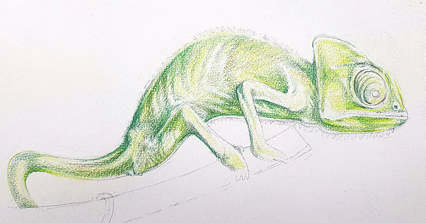 chameleon drawing 21