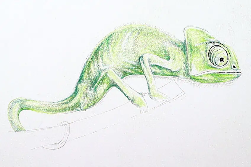 chameleon drawing 22