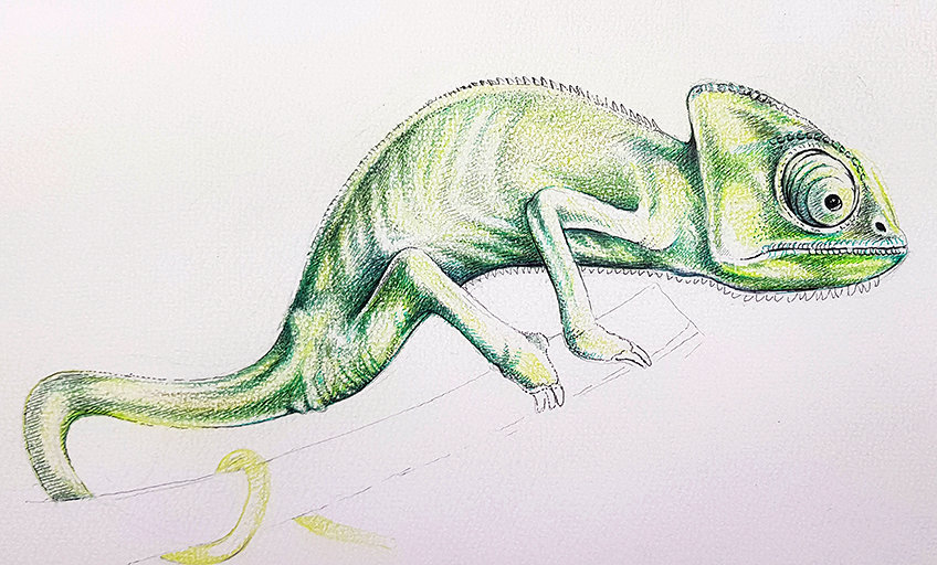 chameleon drawing 29