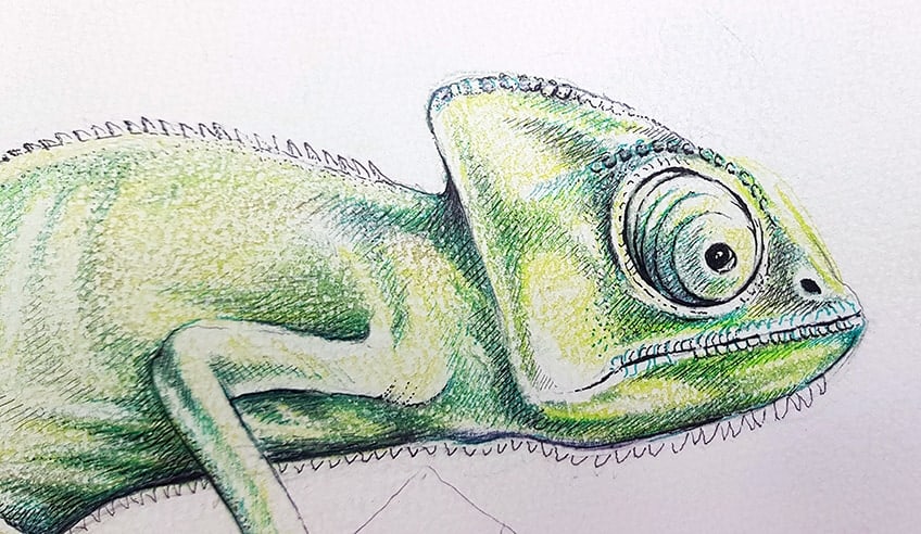 chameleon drawing 30