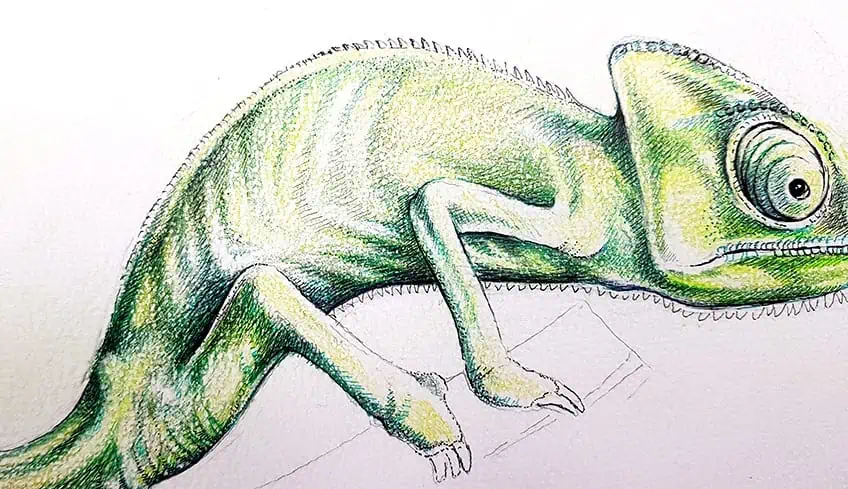chameleon drawing 31