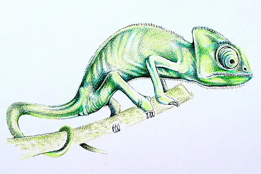 chameleon sketch